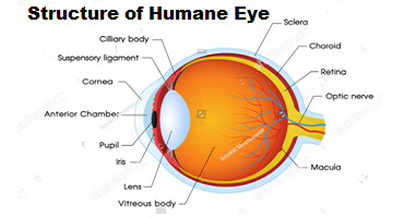 humane eye structure