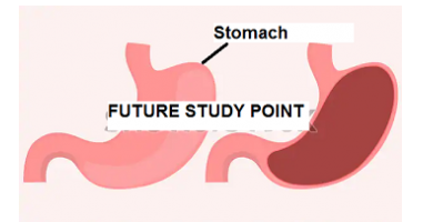 Stomach