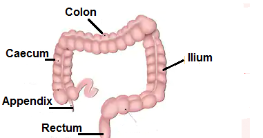 large intenstine