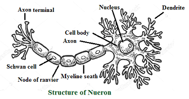 nueron structure