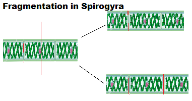 fragmentation of spirogyra