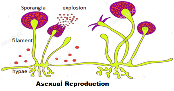 asexual reproduction