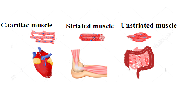 different types of muscles