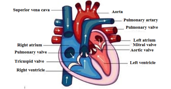 Heart anatomy