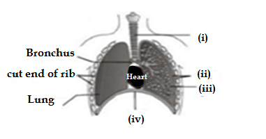 Q11 class 10 science sample paper 2021 term 1