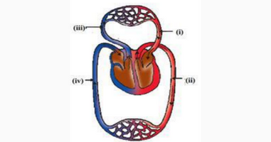 circulatory system Q14 clas 10 sample paper 2021 