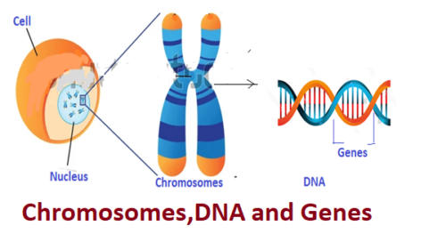 What are Chromosomes, DNA and Genes? - Future Study Point