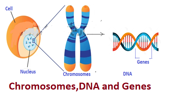 What are Chromosomes, DNA and Genes in the cell of organism