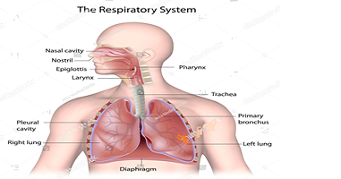 respiratory system lable diagram