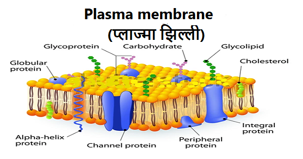 What is the work of plasma membrane