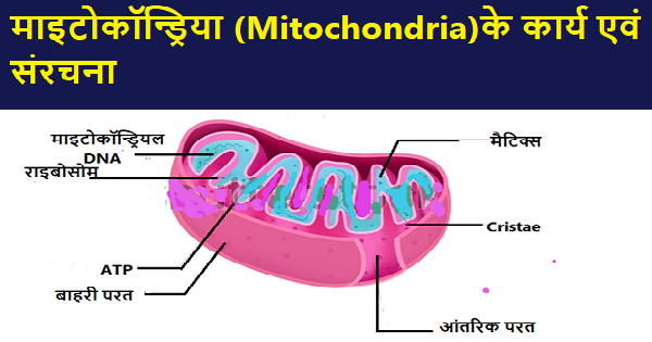 माइटोकॉन्ड्रिया (Mitochondria)के कार्य एवं संरचना